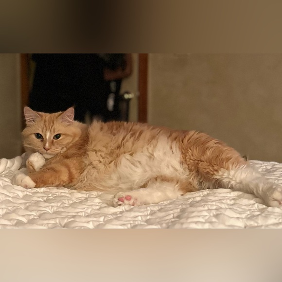 Meet your Posher, Christina - Picture 4 of 15